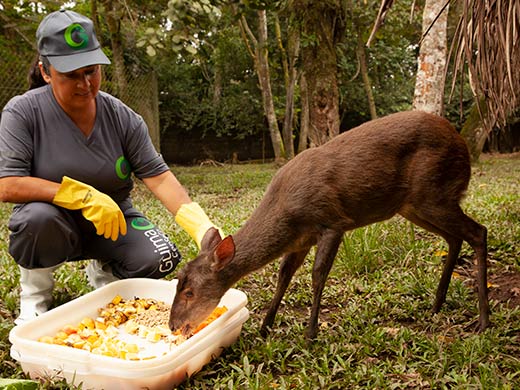 Tratamento de Animais Instituto Guima